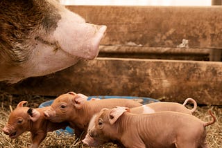 How to Castrate a Piglet