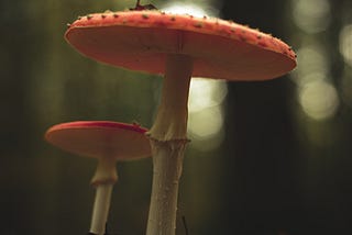 Leveraging Feature Importance to Predict Mushrooms’ Edibility in Python