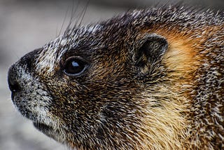 What Beavers Can Teach Us About “Times of Change”