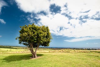 The Gentle Summer Breeze