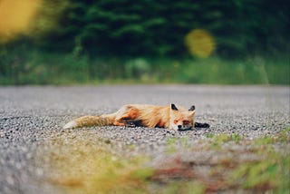 Sleeping fox