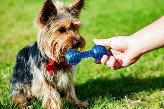 How to Teach Your Adult Dog to Love Their Toys