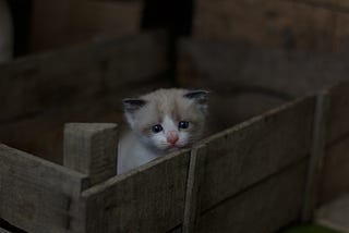 A kitten looking out from a wooden box.