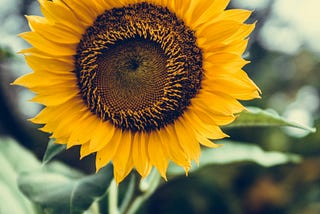 Life Updates: I harvested my first sunflower today.