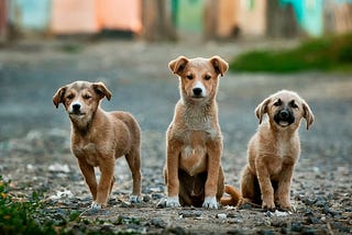 AlexNet for Dog Breed Classification