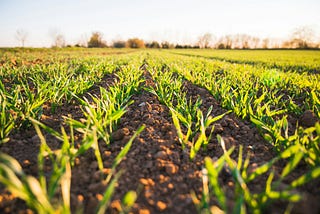 The Hidden Cost of Nutrient Runoff and How to Fix It