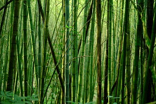 Biblical Meaning of Bamboo in a Dream