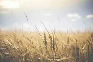 In Search of the Miraculous: On the Farm