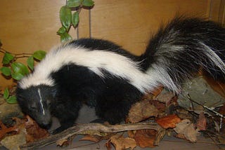 Striped and Perfumed Animal Stories