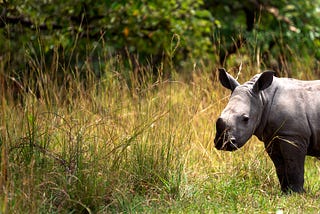 Shooting a Rhino