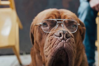 photo of an old dog wearing glasses