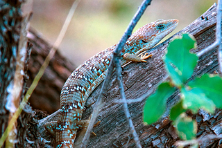 Texas Monthly: My Quest to Find the Elusive, Two-Foot-Long Texas Alligator Lizard