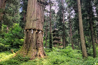 Haguro-san’s grandfather cedar with ceremonial straw rope and white tassles in the foreground. Then, the National Treasure Five Story Pagoda blends into the forest in the background.