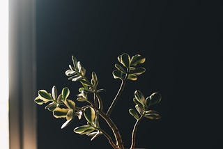 a single, backlit, jade plant in a terra cotta pot on a table