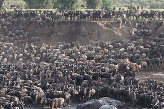 Nature’s Netflix Documentary: The Great Wildebeest Migration
