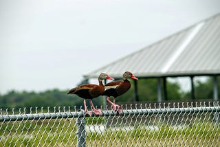 Meditation Tips for Odd Ducks