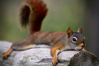 Have You Ever Been Cussed Out by an Angry Squirrel?