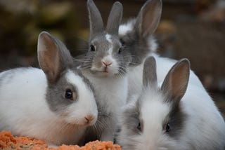 Is a Rabbit the Right Pet for You?