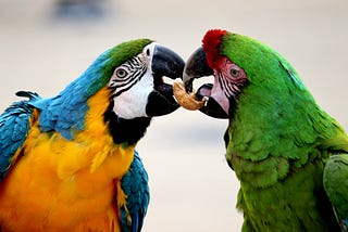 30 Colorful Facts About Parrots