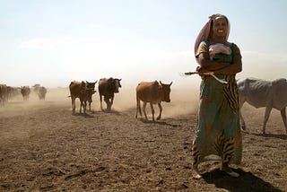 A woman walks alongside several cows that are producing a trail of dust in their wake.