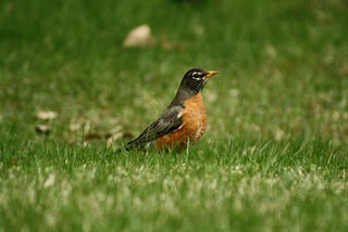 Revenge Porn, The Revenge Dress, Trump Revenge —  Robins Are Getting Even Too.