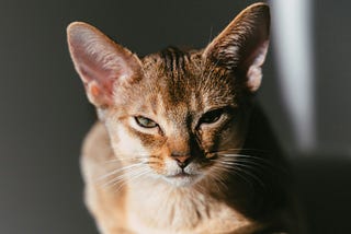 A brown striped cat looking judgmental