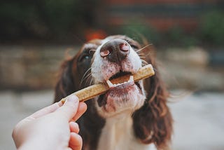 4 Must-Have Qualities Of A Good Dog Treat