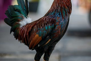 Rooster standing tall