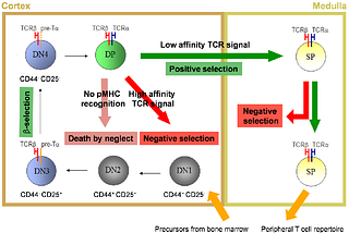 Positive and Negative Selection in the Thymus Pt. 1