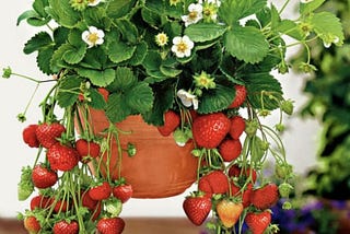 Blursday strawberries