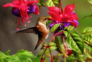 Clematis and Hummingbirds
