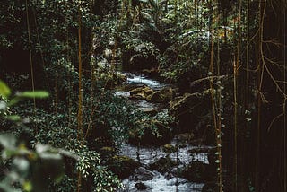 Forest, Anomynous