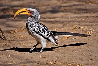 Goodbye Zazu: Climate Change Will Roast Desert Birds Into Extinction In Just Five Years