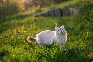 Flufdfy white cat in a grass meadow