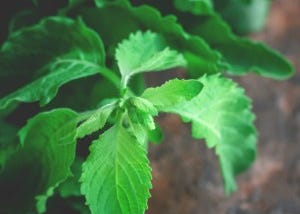 The Benefits Of Holy Basil Plant