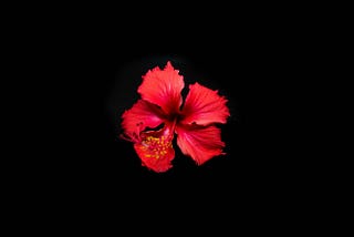 Top 30 Tips for Growing a Stunning Hibiscus Tree