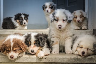 Adopting a Dog — Some Thoughts to Consider