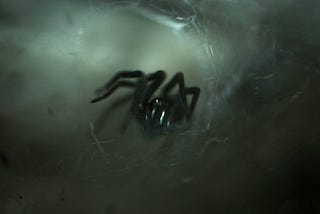 A spider in the deep dark depths of a spider web