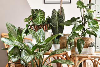 Houseplants and I Are Working Through Some Things