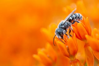 Observation: Unveiling the Secrets of Nature