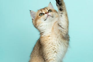 A Cat as the Ideal Pet; Ten Words Show and Tell What That Means