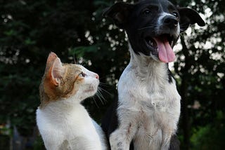 A cat looks sideways at a difficult dog