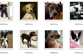 An End-to-End Approach Leveraging Computer Vision, NLP to Enable Better Pet Adoption Matching