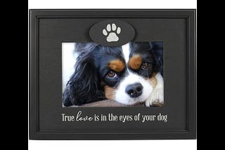 true-love-in-eyes-of-dog-picture-frame-malden-1
