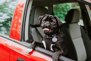 Keeping Your Pet Safe in the Car and on the Roads: Your Guide to Vehicle Pet Restraints