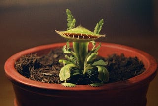 Top 5 Carnivorous Indoor Plants