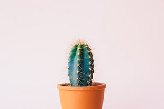 A cactus in a small orange pot on a light pink background