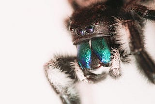 Can Tarantulas Eat Jumping Spiders?