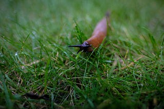 Slug City: A Gardening Love Story