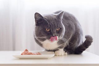 5 Best Senior Cat Foods in 2022